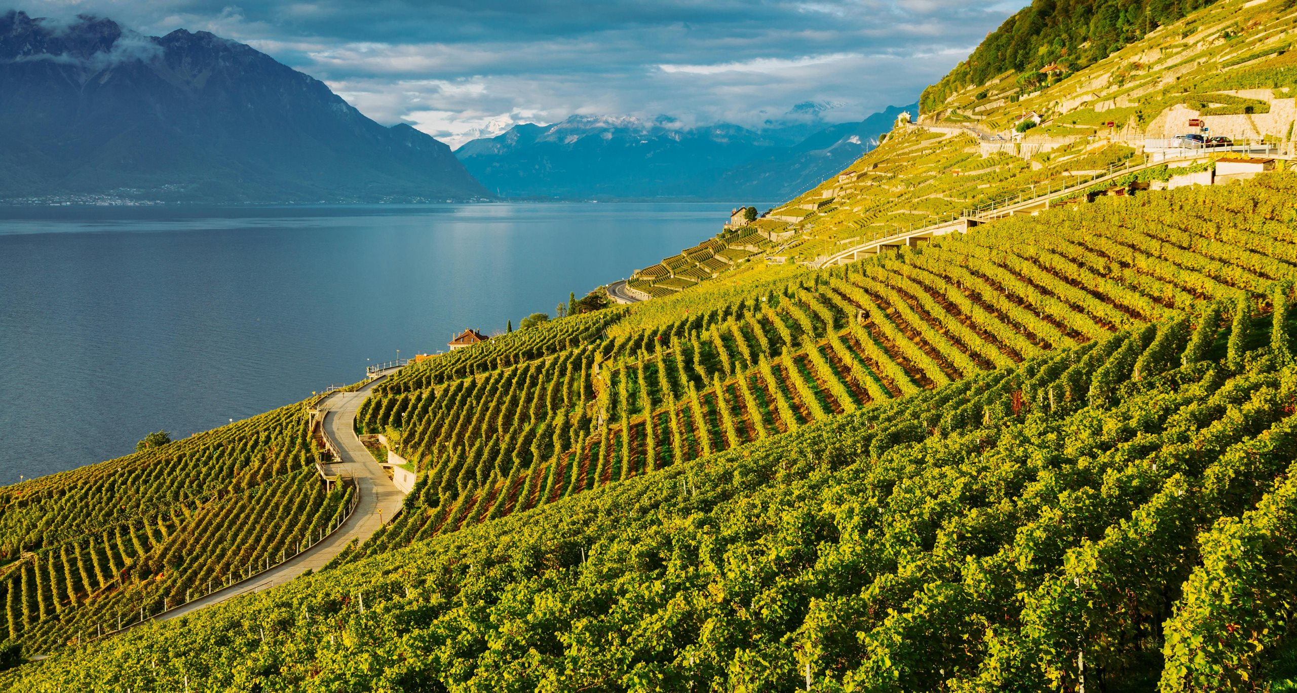 Vineyards